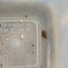 Compsodes cucullatus