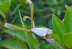 Cleistesiopsis bifaria
