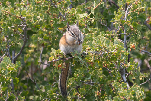 Lodgepole Chipmunk, Madera County, CA, USA, photo 9 of 10