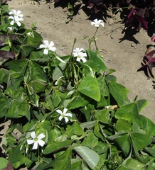 Oxalis triangularis triangularis