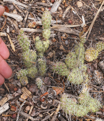 Opuntia × debreczyi