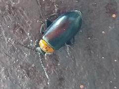 Disonycha triangularis