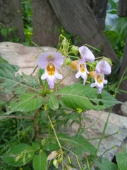 Impatiens edgeworthii