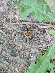 Nicrophorus vestigator