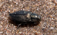 Phaenops