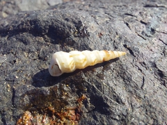 Turritella turbona