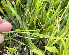 Perideridia bolanderi