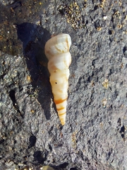 Turritella turbona
