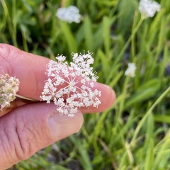 Perideridia bolanderi