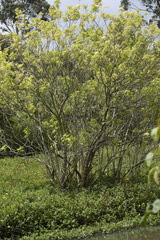 Piscidia carthagenensis