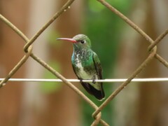 Chionomesa fimbriata