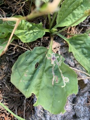 Phytomyza plantaginis