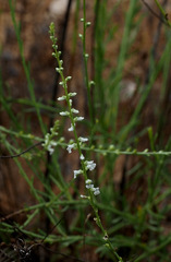 Anarrhinum forskaohlii
