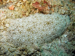 Pardachirus pavoninus