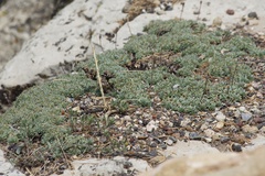 Petrophytum caespitosum caespitosum