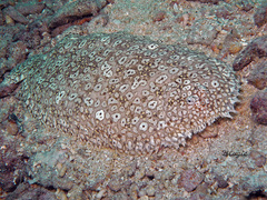 Pardachirus pavoninus