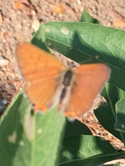 Tharsalea arota