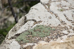 Petrophytum caespitosum caespitosum