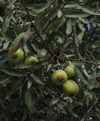Pyrus syriaca