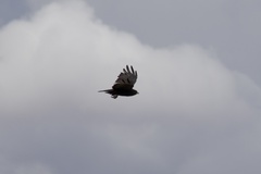 Buteo albonotatus