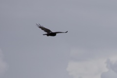 Buteo albonotatus