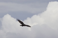 Buteo albonotatus