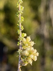 Ifloga repens