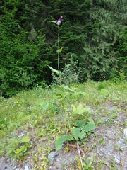 Cirsium waldsteinii
