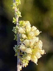 Ifloga repens