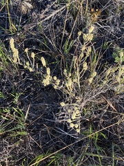 Ifloga repens