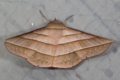 Sarcinodes reductatus