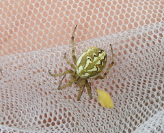 Neoscona adianta