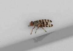 Pseudotephritina