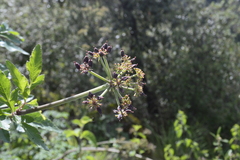 Prionosciadium thapsoides