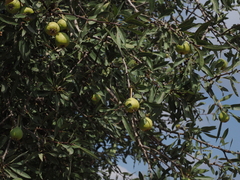 Pyrus syriaca