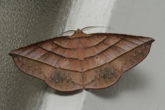 Sarcinodes vultuaria