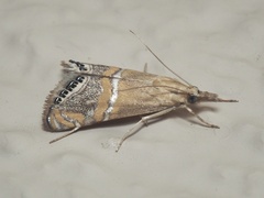 Euchromius bella