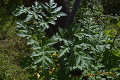 Prionosciadium thapsoides