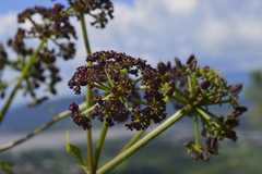Prionosciadium thapsoides