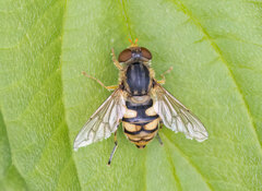 Parhelophilus obsoletus
