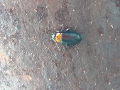 Disonycha triangularis