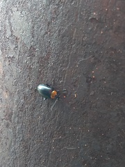 Disonycha triangularis