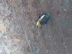 Disonycha triangularis