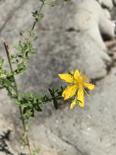 iNaturalist observation photo of St. John's worts