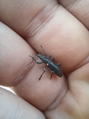 Brachyderes lusitanicus