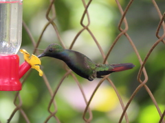 Anthracothorax nigricollis