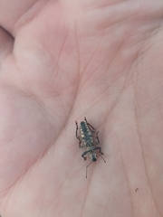Brachyderes lusitanicus