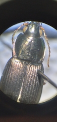 Poecilus lucublandus