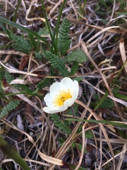 Dryas alaskensis