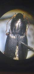 Poecilus lucublandus